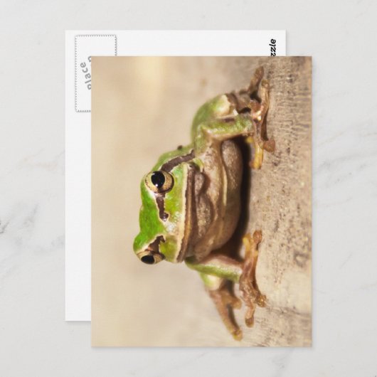 FROSCH POSTKARTE (Vorne/Hinten)