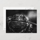 Frosch Postkarte (Vorne/Hinten)