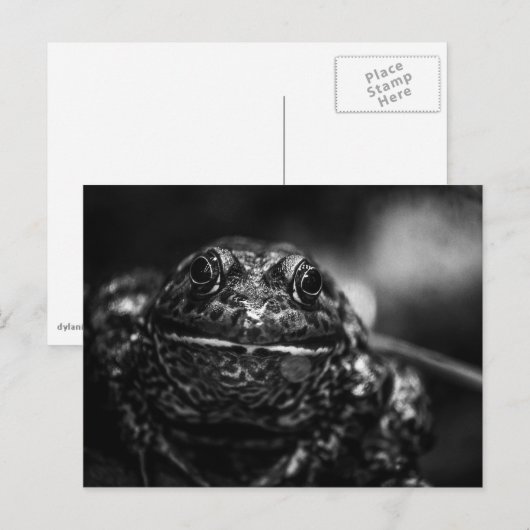 Frosch Postkarte (Vorne/Hinten)