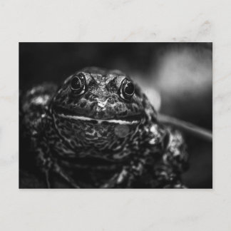 Frosch Postkarte