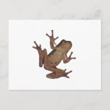 Frosch