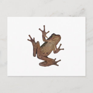Frosch Postkarte