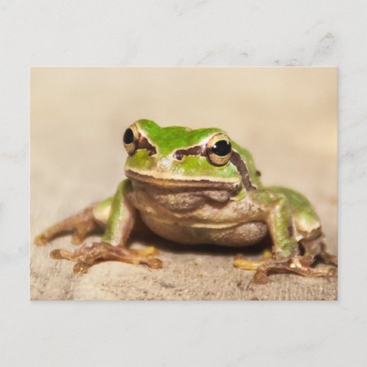 FROSCH POSTKARTE (Vorderseite)