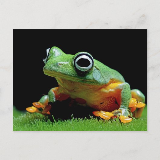 Frosch Postkarte (Vorderseite)