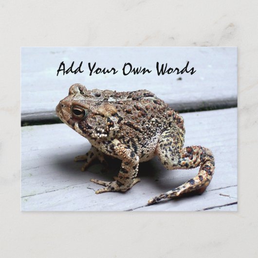 Frosch Postkarte (Vorderseite)