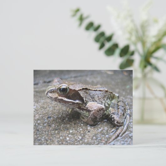 Frosch Postkarte (Stehend Vorderseite)