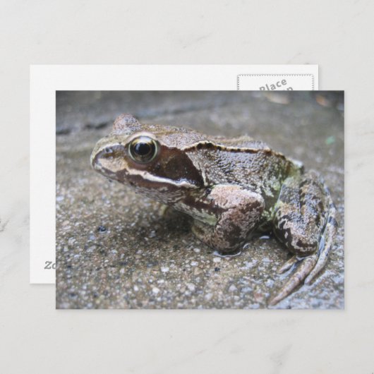 Frosch Postkarte (Vorne/Hinten)