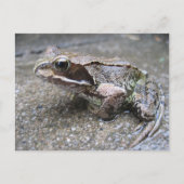Frosch Postkarte (Vorderseite)