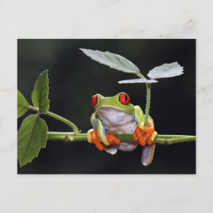 Frosch Postkarte