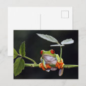 Frosch Postkarte (Vorne/Hinten)
