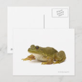 Frosch Postkarte (Vorne/Hinten)