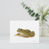 Frosch Postkarte (Stehend Vorderseite)