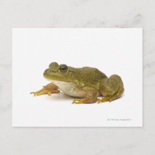 Frosch Postkarte