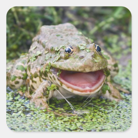 Frosch Prince Stickers (Vorderseite)