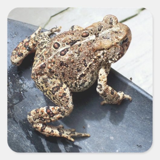 Frosch Quadratischer Aufkleber (Vorderseite)