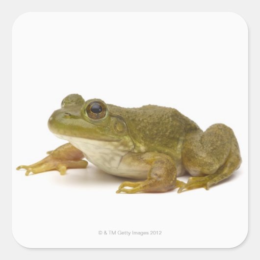 Frosch Quadratischer Aufkleber (Vorderseite)