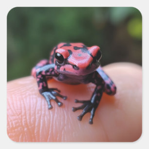 Frosch Quadratischer Aufkleber