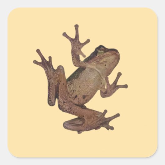 Frosch Quadratischer Aufkleber (Vorderseite)
