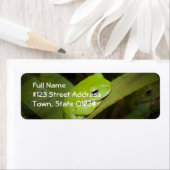 Frosch Reflections Rücksendeadresse (Insitu)