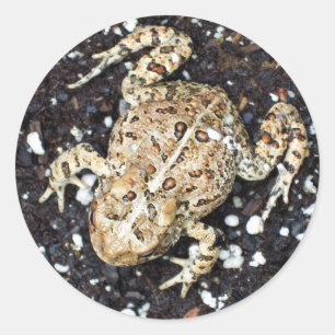 Frosch Runder Aufkleber