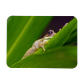 Frosch Small Magnet (Horizontal)