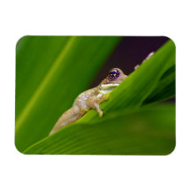 Frosch Small Magnet