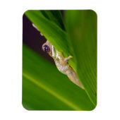 Frosch Small Magnet (Vertikal)