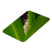 Frosch Small Magnet (Linke Seite)