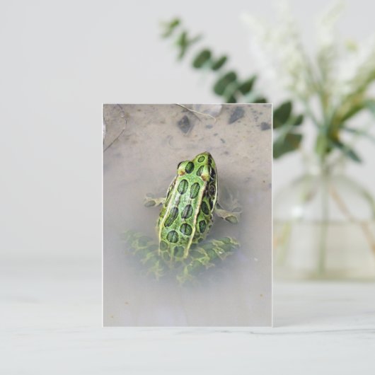 Frosch / Toad Postkarte (Stehend Vorderseite)