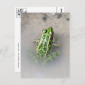 Frosch / Toad Postkarte (Vorne/Hinten)