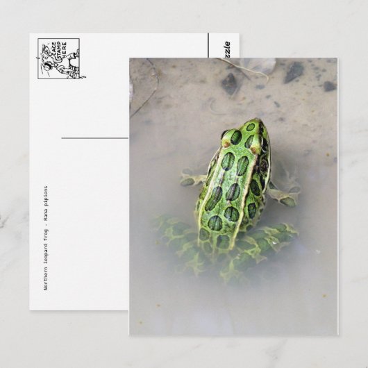 Frosch / Toad Postkarte (Vorne/Hinten)
