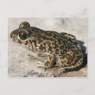 Frosch / Toad Postkarte