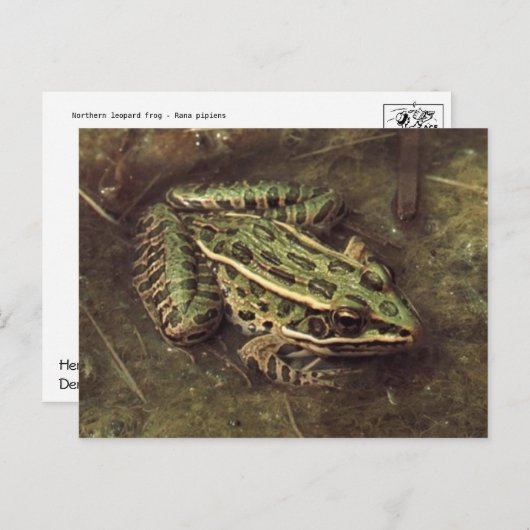 Frosch / Toad Postkarte (Vorne/Hinten)