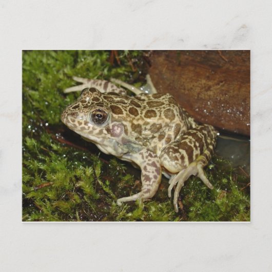 Frosch / Toad Postkarte (Vorderseite)