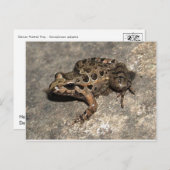 Frosch / Toad Postkarte (Vorne/Hinten)