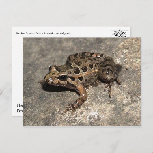 Frosch / Toad Postkarte (Vorne/Hinten)