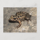 Frosch / Toad Postkarte (Vorderseite)