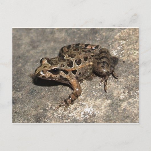 Frosch / Toad Postkarte (Vorderseite)