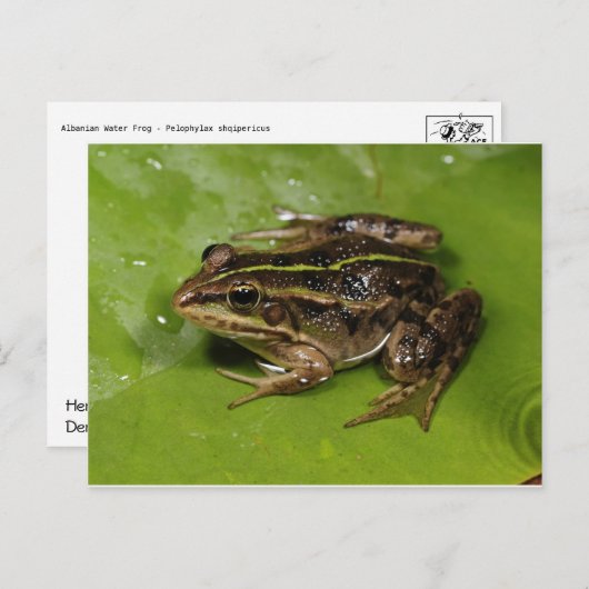 Frosch / Toad Postkarte (Vorne/Hinten)