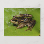 Frosch / Toad Postkarte (Vorderseite)