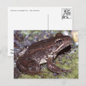 Frosch / Toad Postkarte (Vorne/Hinten)