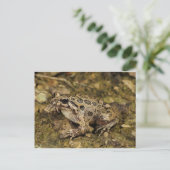 Frosch / Toad Postkarte (Stehend Vorderseite)