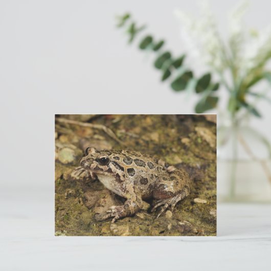 Frosch / Toad Postkarte (Stehend Vorderseite)