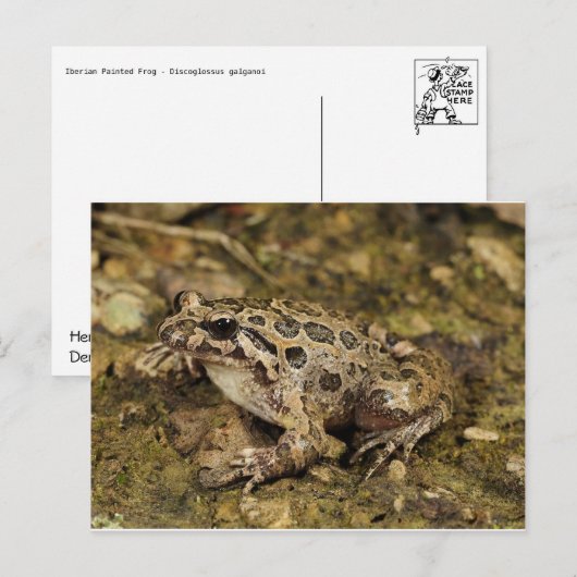 Frosch / Toad Postkarte (Vorne/Hinten)