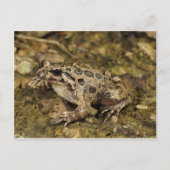 Frosch / Toad Postkarte (Vorderseite)