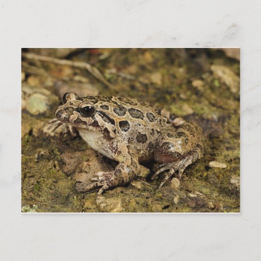 Frosch / Toad Postkarte (Vorderseite)