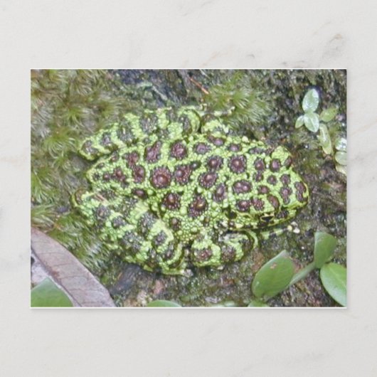 Frosch / Toad Postkarte (Vorderseite)