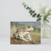 Frosch / Toad Postkarte (Stehend Vorderseite)