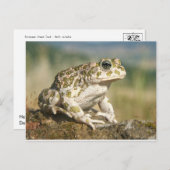 Frosch / Toad Postkarte (Vorne/Hinten)