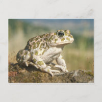 Frosch / Toad Postkarte